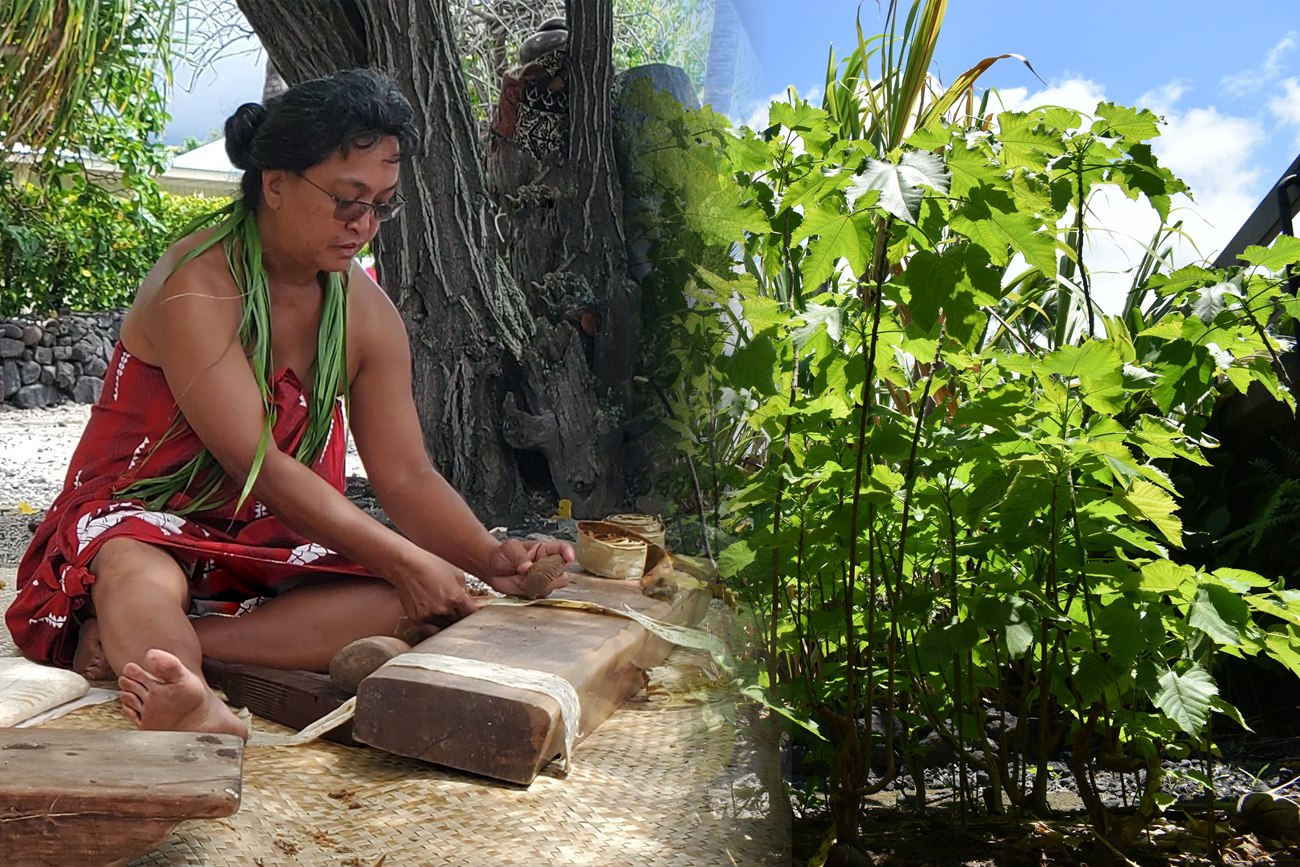 traditional use wauke A woman in traditional clothing sits on a lauhala mat and pounds strips of kapa on a wooden anvil. To the right is an image of the tall, skinny wauke plant with green leaves.