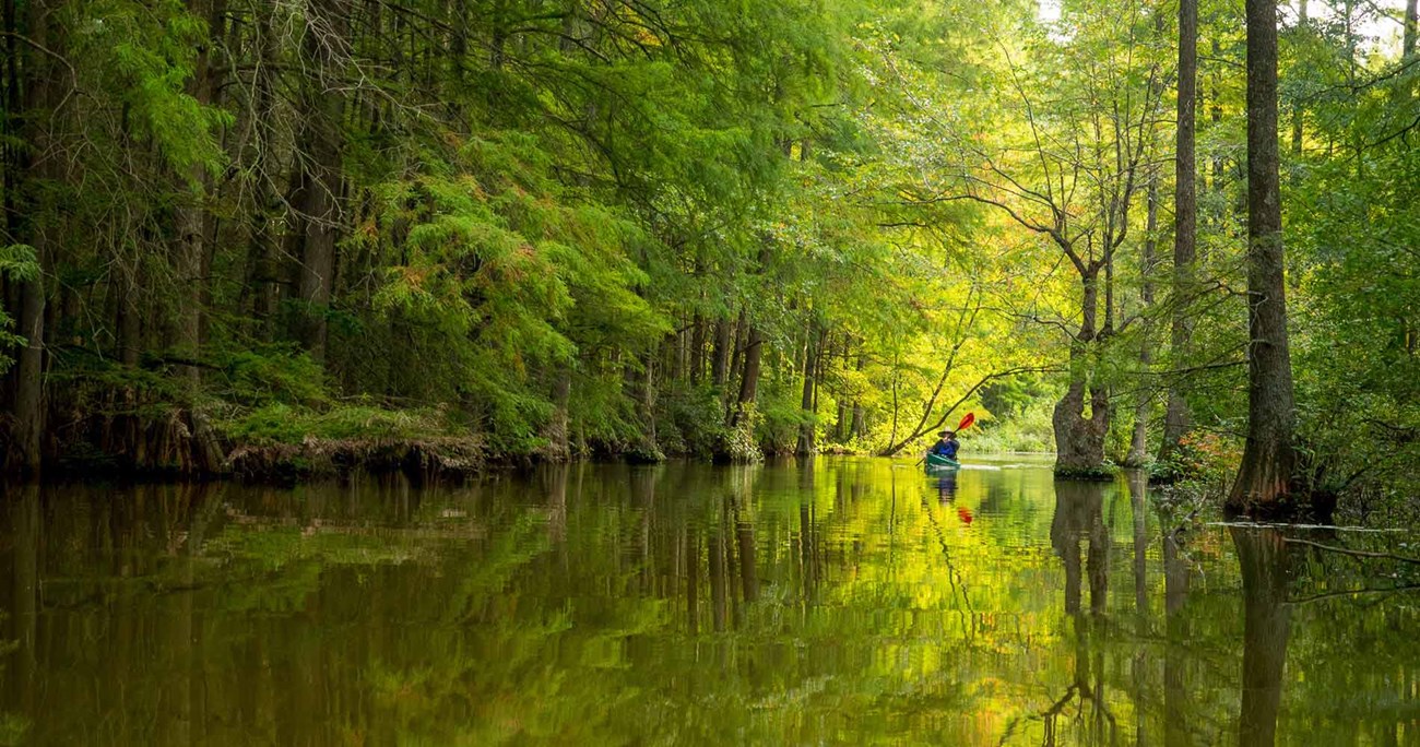 trappond-bayjournal-daveharp A body of water with cypress trees.