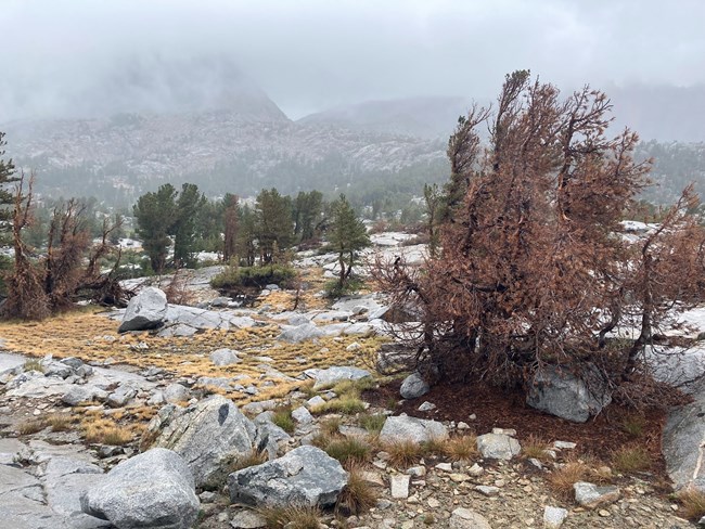 Patch of relatively short, dead pine trees in high mountain rocky terrain.