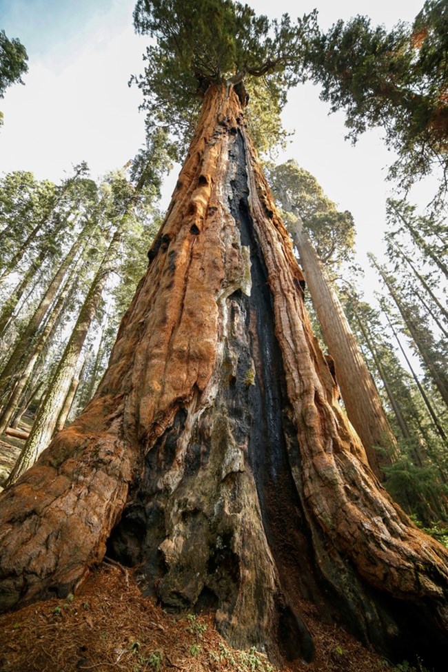 Towering Sequoia Tree