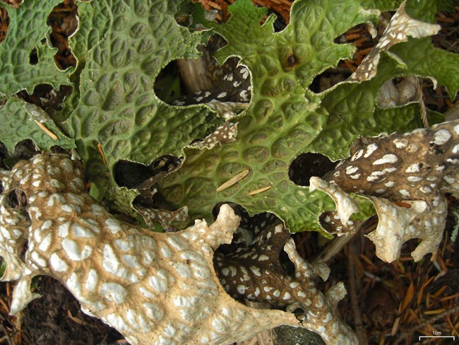 green leafy lettuce-like upperside and brown and white-spotted underside of tree lungwort