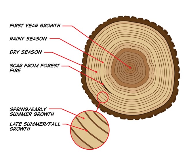 Diagram of tree rings on a cross-section of a tree, with different patterns indicating wet and dry conditions.