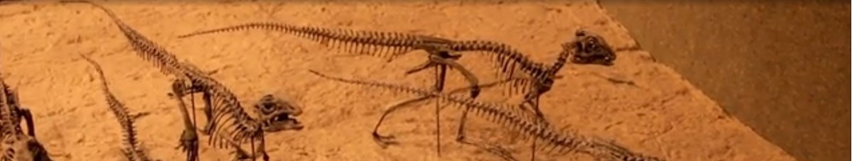 Small vertebrate dinosaur skeletons on display