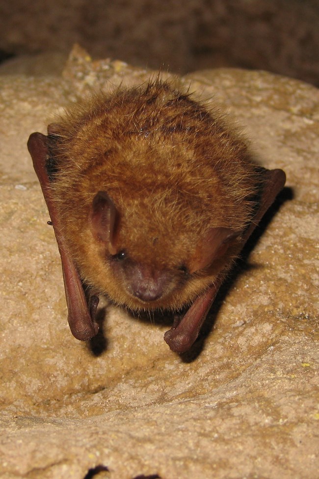 a small hairy bat hangs from a rock