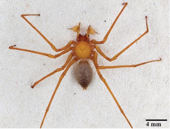 spider against white background