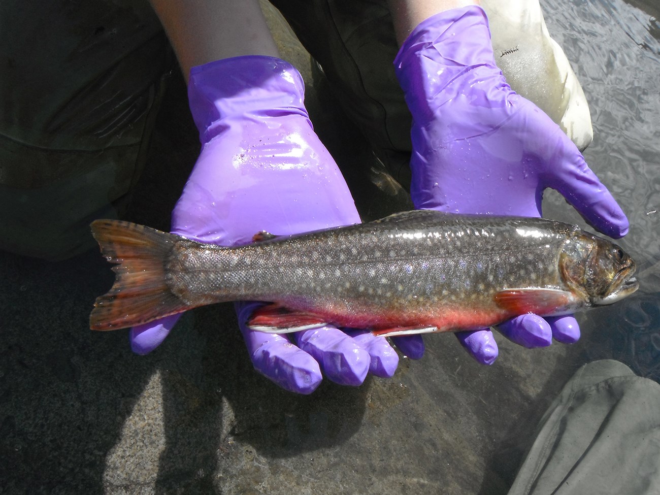Trout Brook trout held in someone's hands