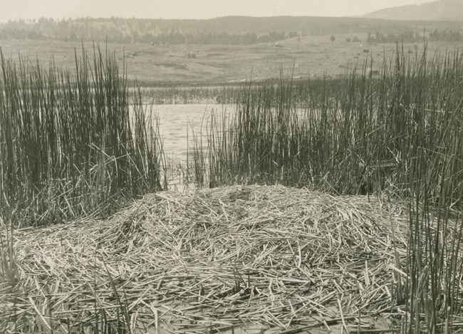 Black and white photo of a trumpeter swan nest in marsh grasses near a lake