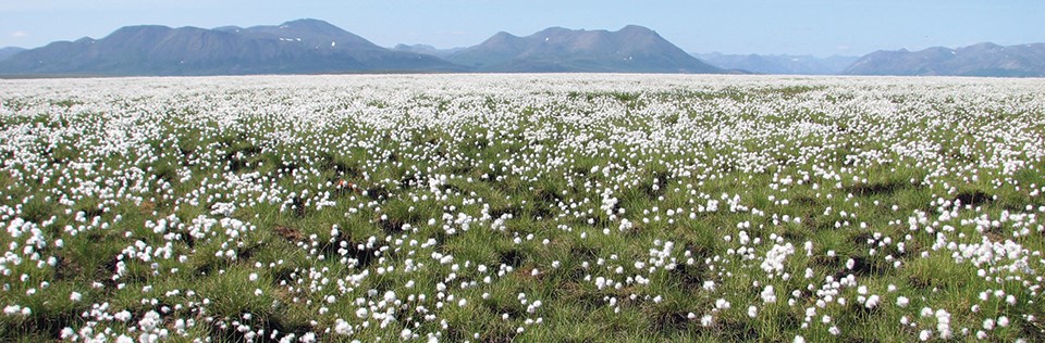 A field of cottongrass with mountains in the distance. A field of cottongrass with mountains in the distance.