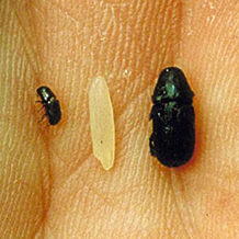 Photo/Southern Forest Insect Work Conference Archives A southern pine beetle (left) and a black turpentine beetle (right) compared to a grain of rice (middle) in someone’s palm.