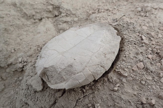 A fossilized turtle shell is seen in Brule clay.