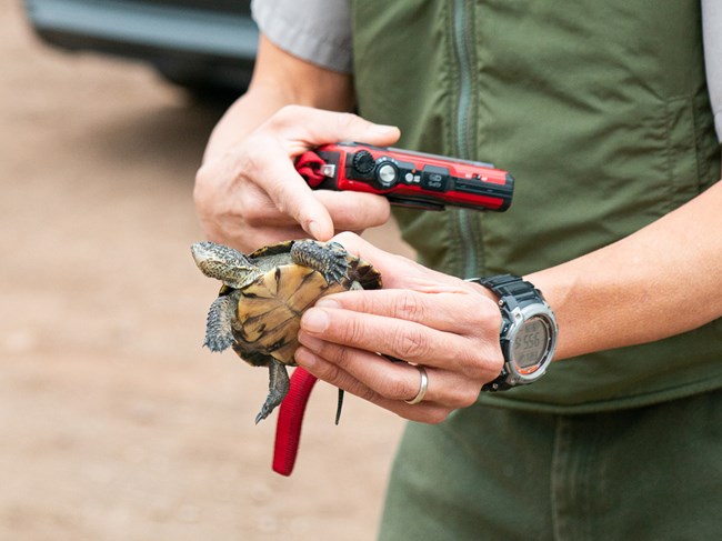 Ecologist handles a western pond turtle.