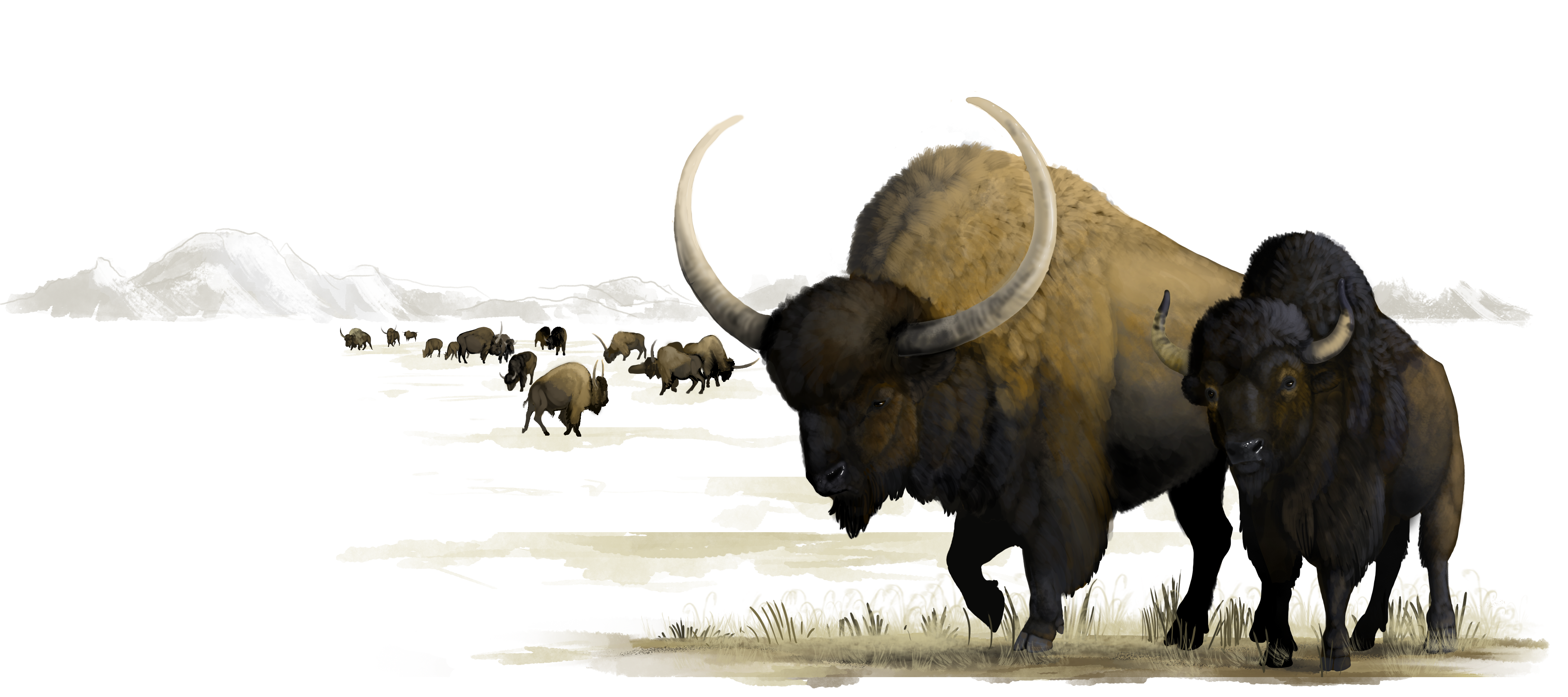 illustration of two large bison in forground with small herd of bison and mountains in the distance