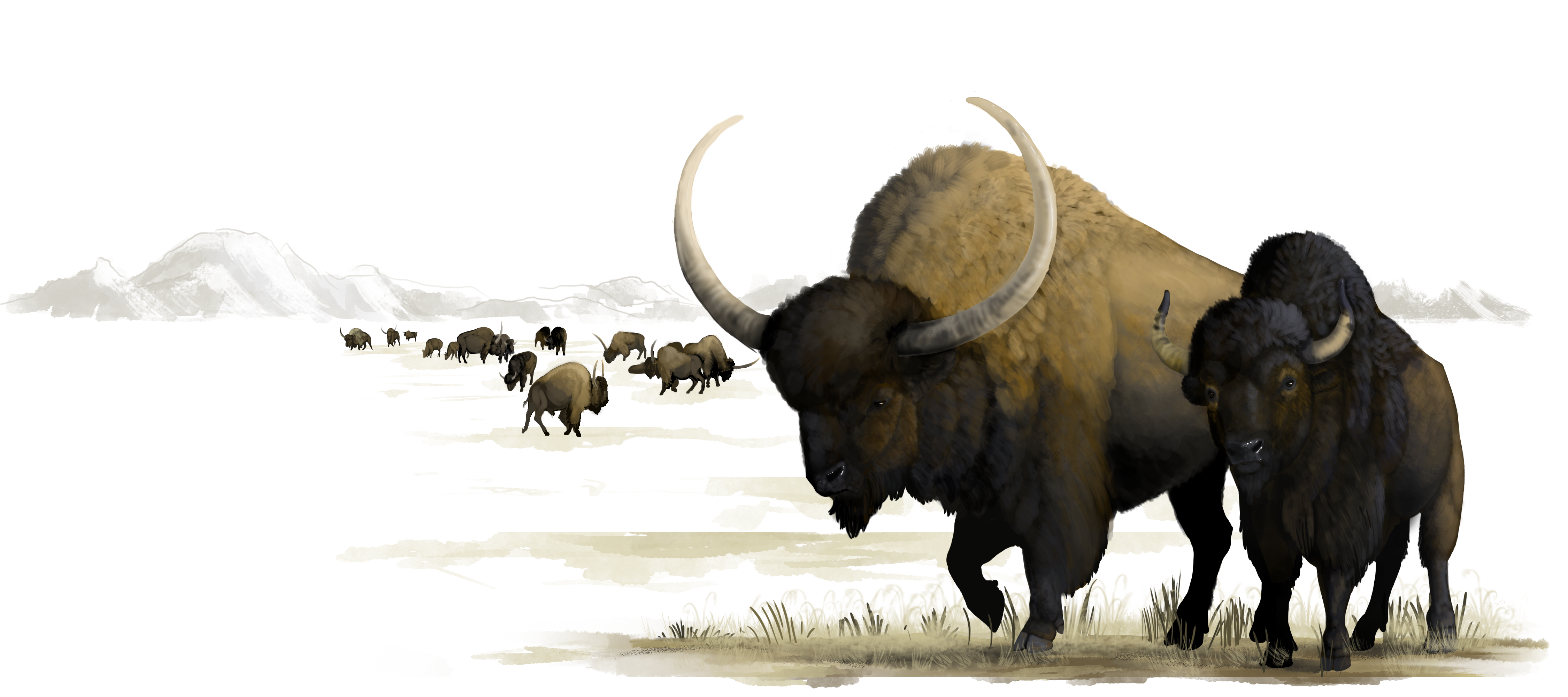 Ancient Bison (U.S. National Park Service)