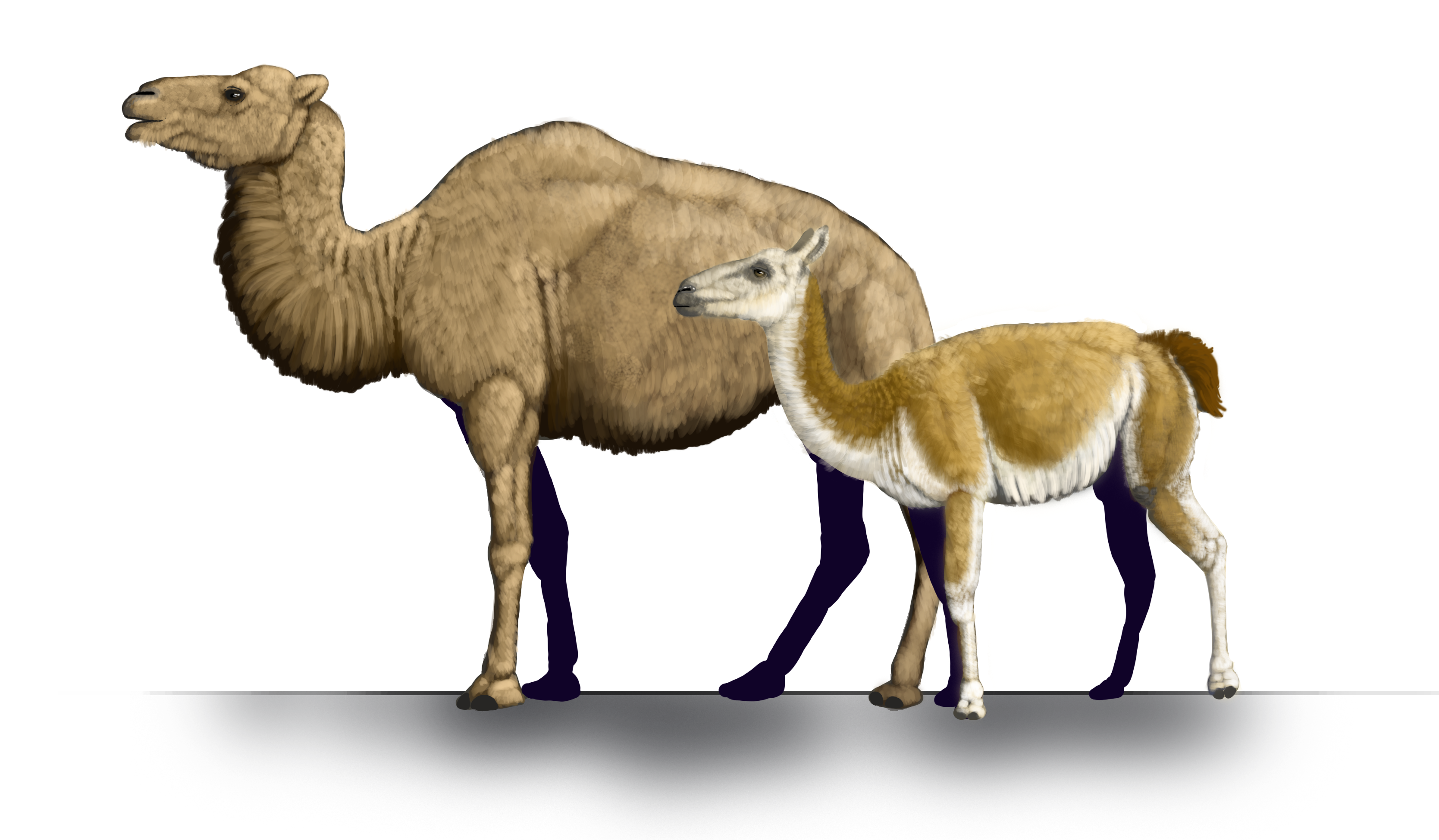 illustration of 2 ancient camels