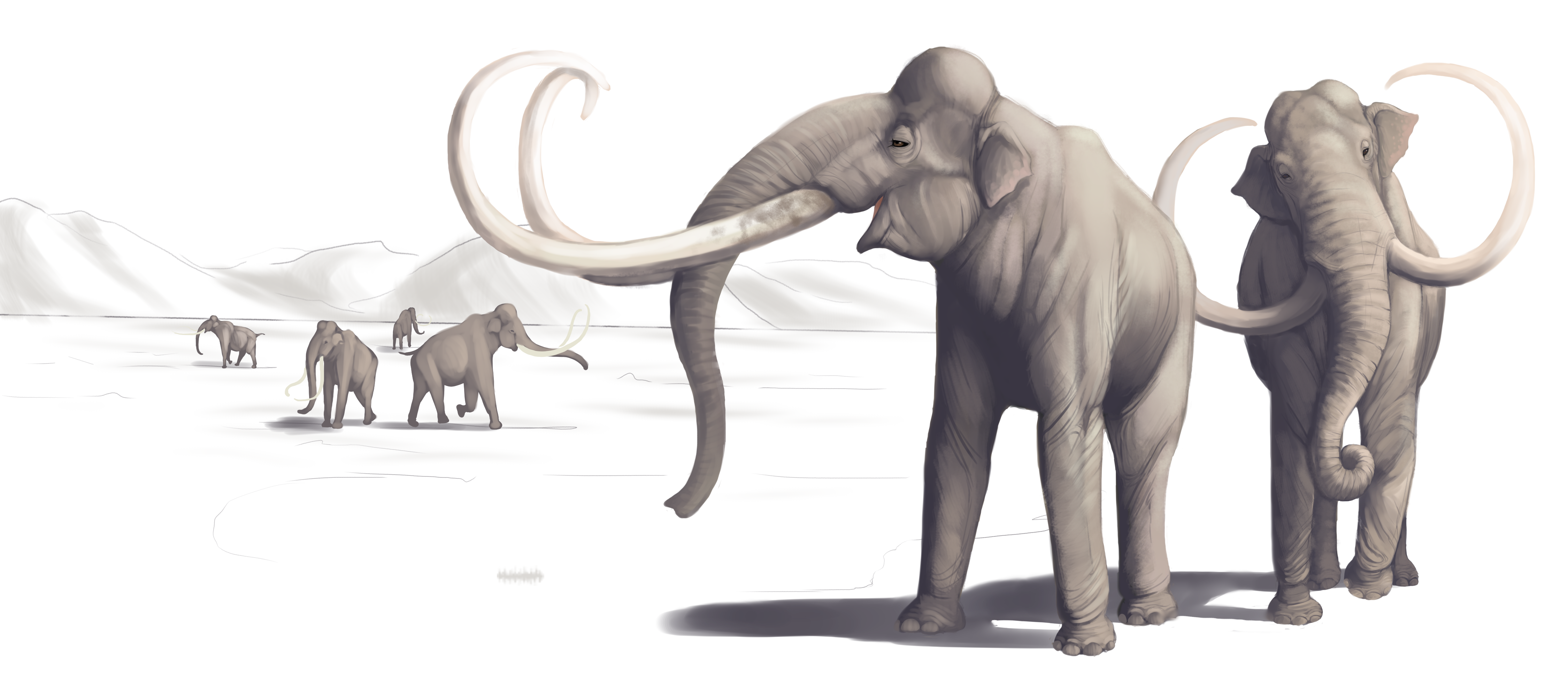 columbian mammoth herd illustration