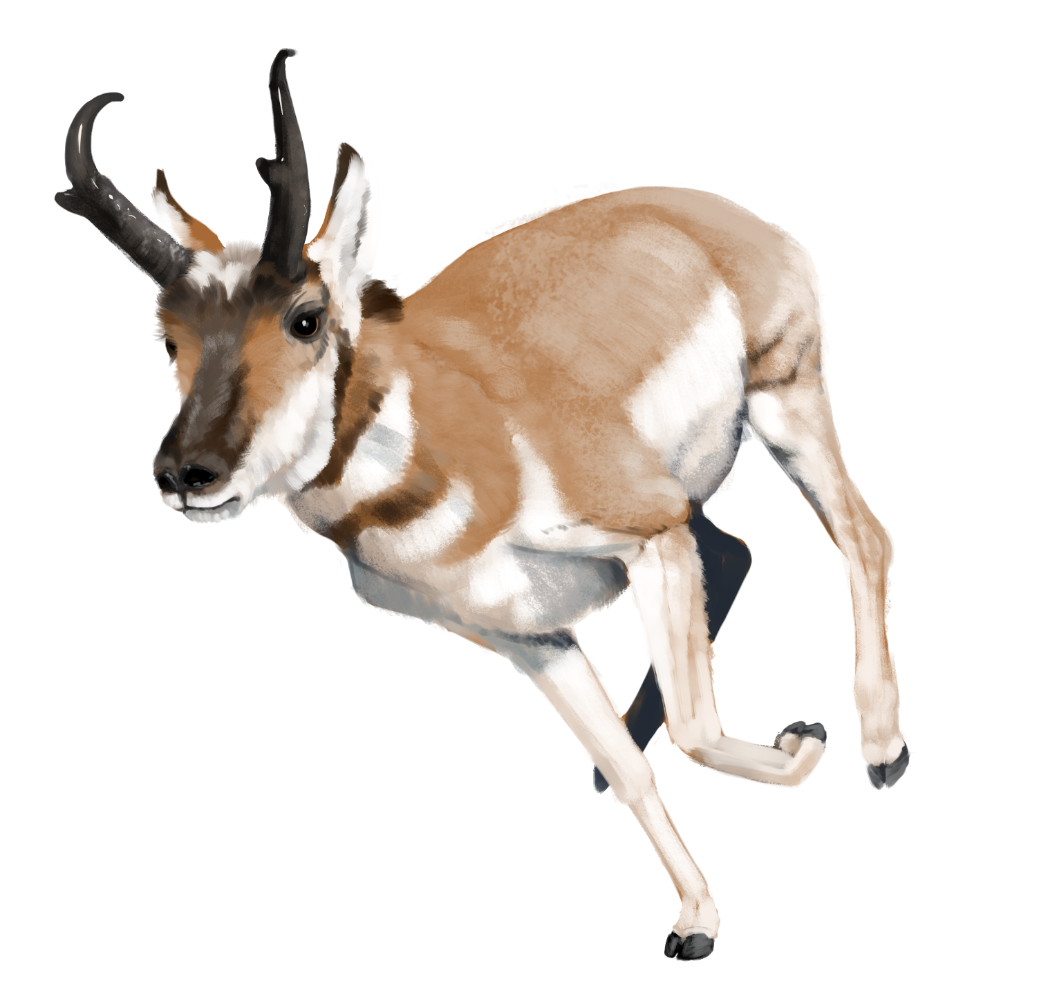 illustration of an antelope running