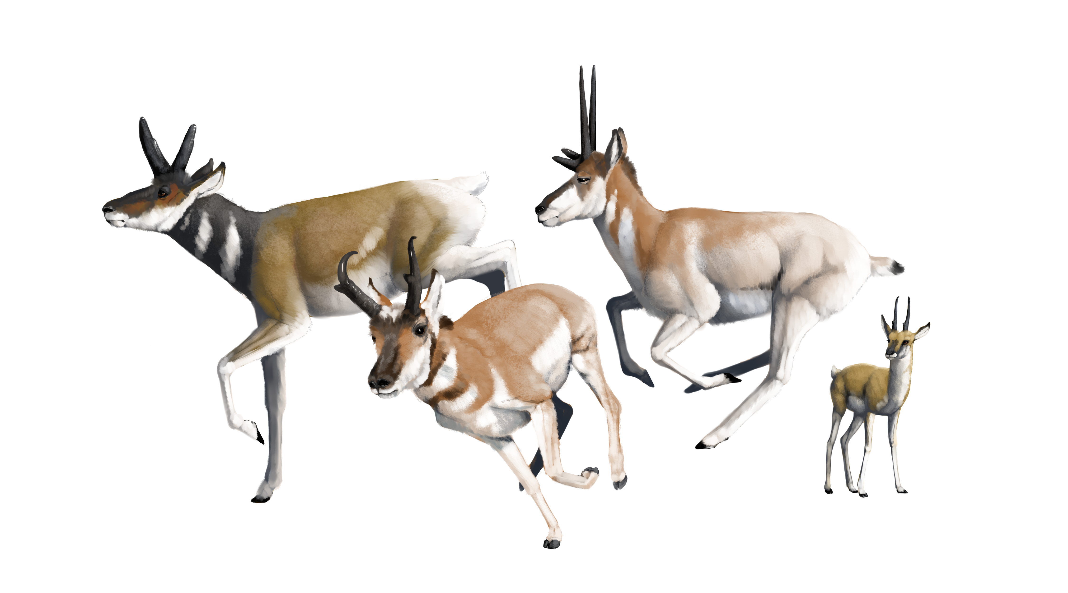 illustration wit 4 views of pronghorn