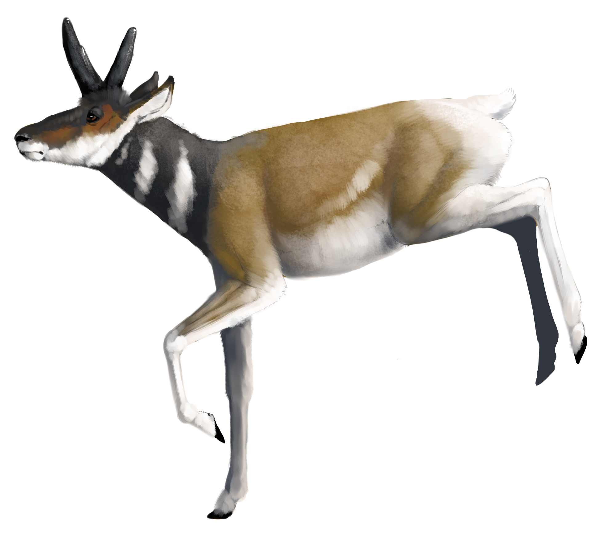 illustration of an antelope running