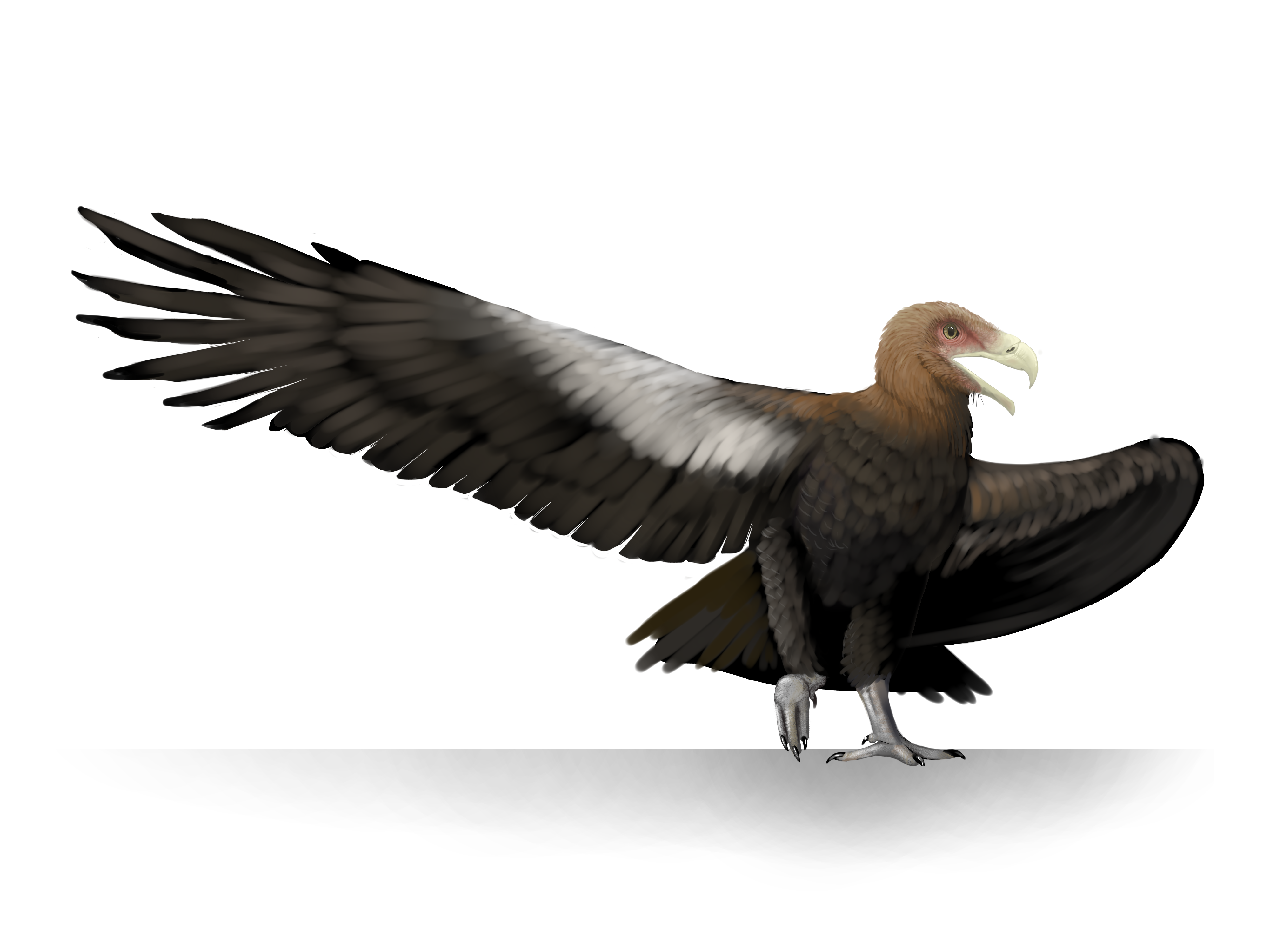 illustration of a large bird standing with wings extended