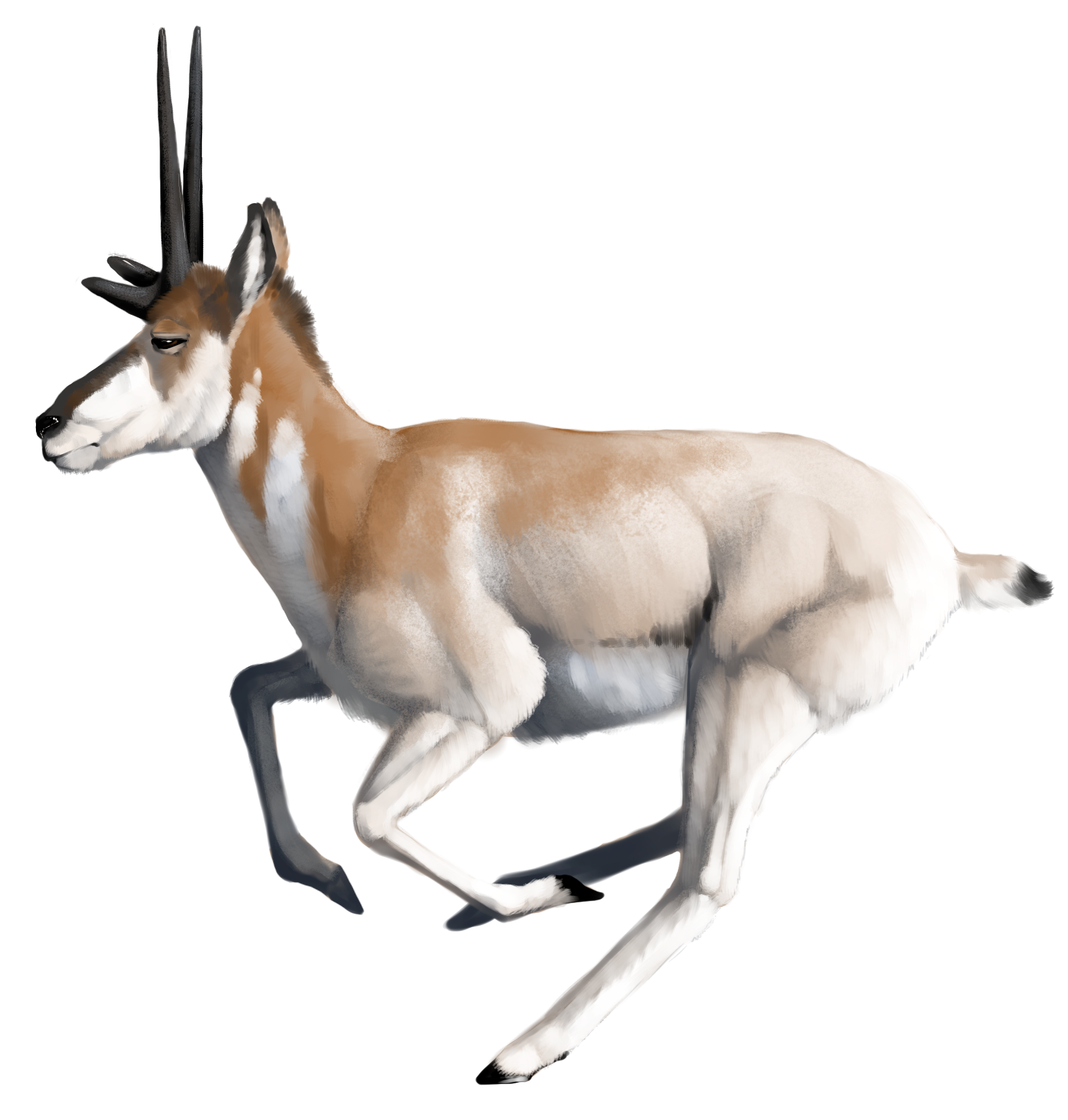 illustration of an antelope running