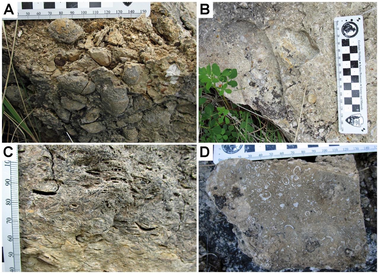 Four photos showing aspects of bivalve preservation and exposure in the Redwater Shale Member at DETO.