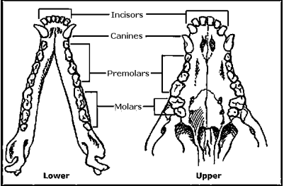 Teeth in a skull Teeth in a skull