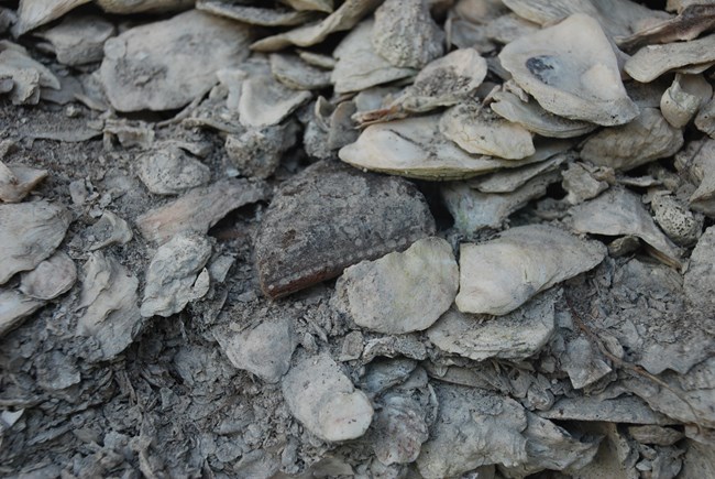 Oyster shells and pottery close-up photo of shell mound and a piece of broken pottery
