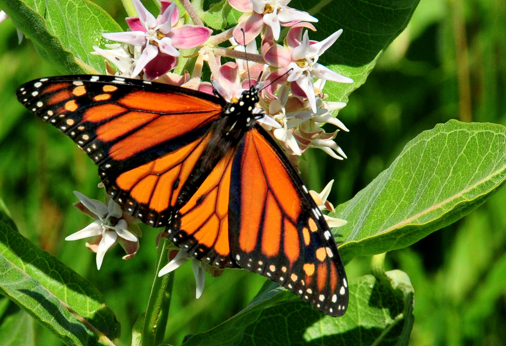 Orange and black butterfly perched on a cluster of small, spiky pink flowers.