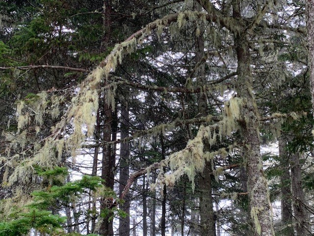 Light green lichens hang from tree