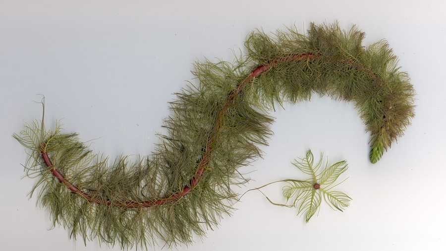 An aquatic plant with brown s-shaped stem and feathery green leaflets coming off in a bottle brush structure