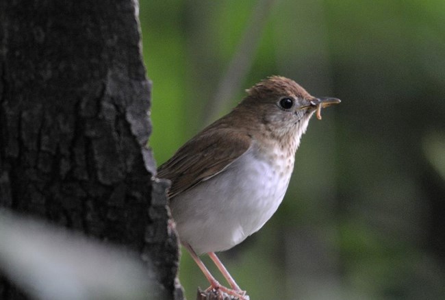 A small brown bird with a white chest with caterpillar in bill. A small brown bird with a white chest with caterpillar in bill.