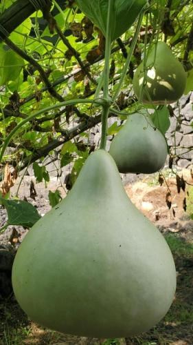 Three large green ipu (gourds) hang from a wooden trellis