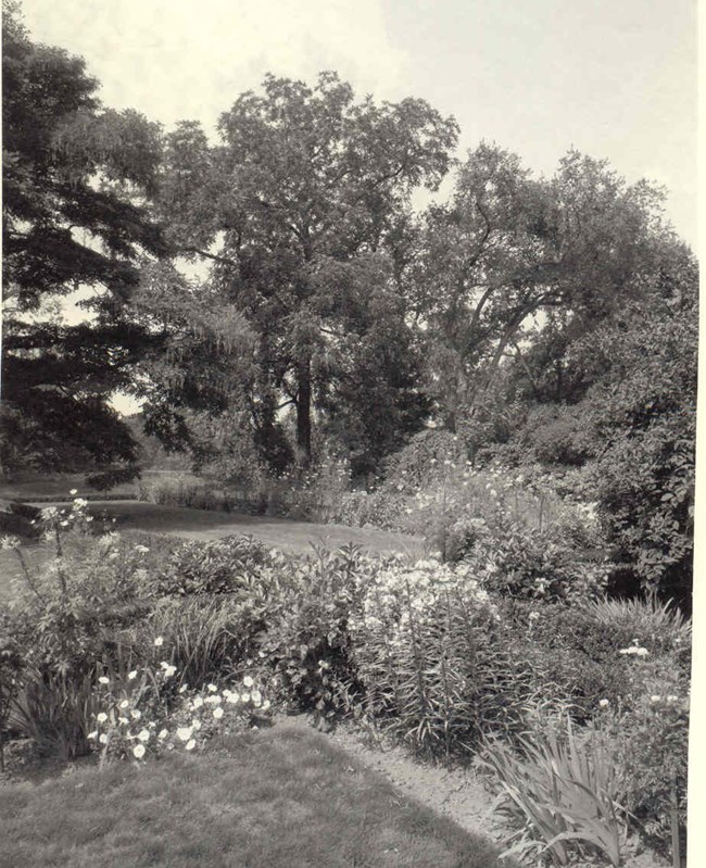 A black walnut tree surrounded by other plants an trees in a manicured lawn.