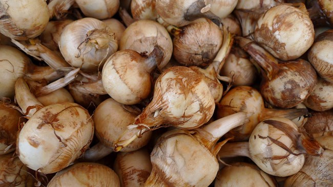 Roots with skins, some resemblance to onions.