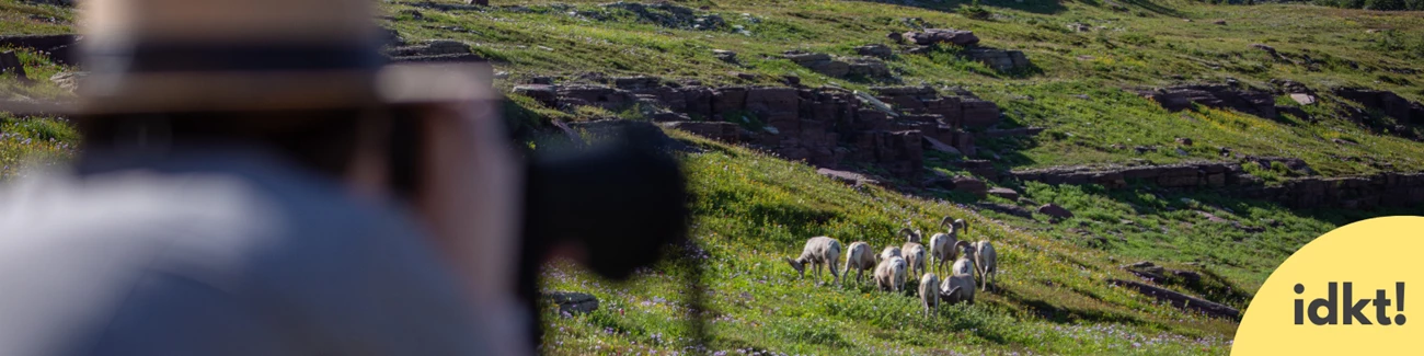 Respect Wildlife a ranger looks through a spotting scope at a herd of bighorn sheep from a safe distance