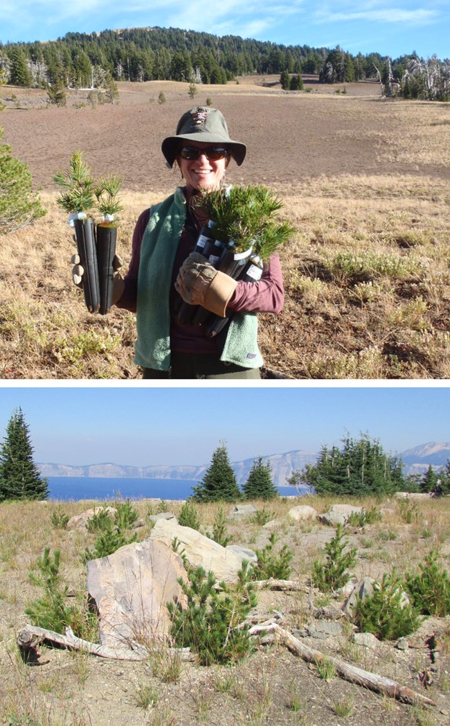 top photo of woman holding seedlings; bottom photo of planted seedlings