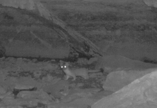 A weasel on some rocks in a cave entrance.