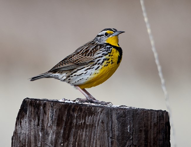 western meadowlark Large, chunky songbird with yellow breast and dark bib.