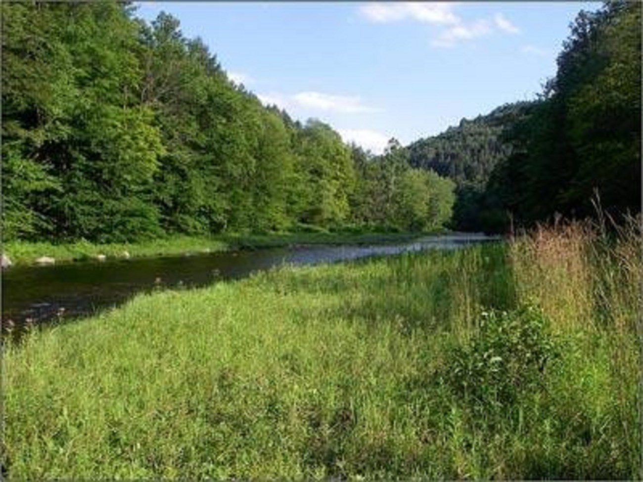 A rivershore meadow along the East Branch of the Westfield River. Photo by Glenn Motzkin. A rivershore meadow along the East Branch of the Westfield River. Photo by Glenn Motzkin.