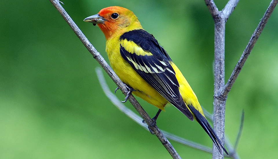 western tanager A yellow-bodied bird with a red face and neck, black wings with yellow and white stripes, a black tail, and an insect sticking out of its thick, black bill.
