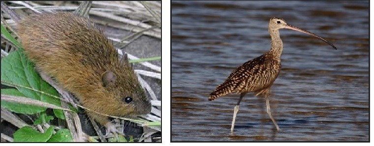 Left, a brown furry mouse with long back feet. Right a tall bird with a very long beak.