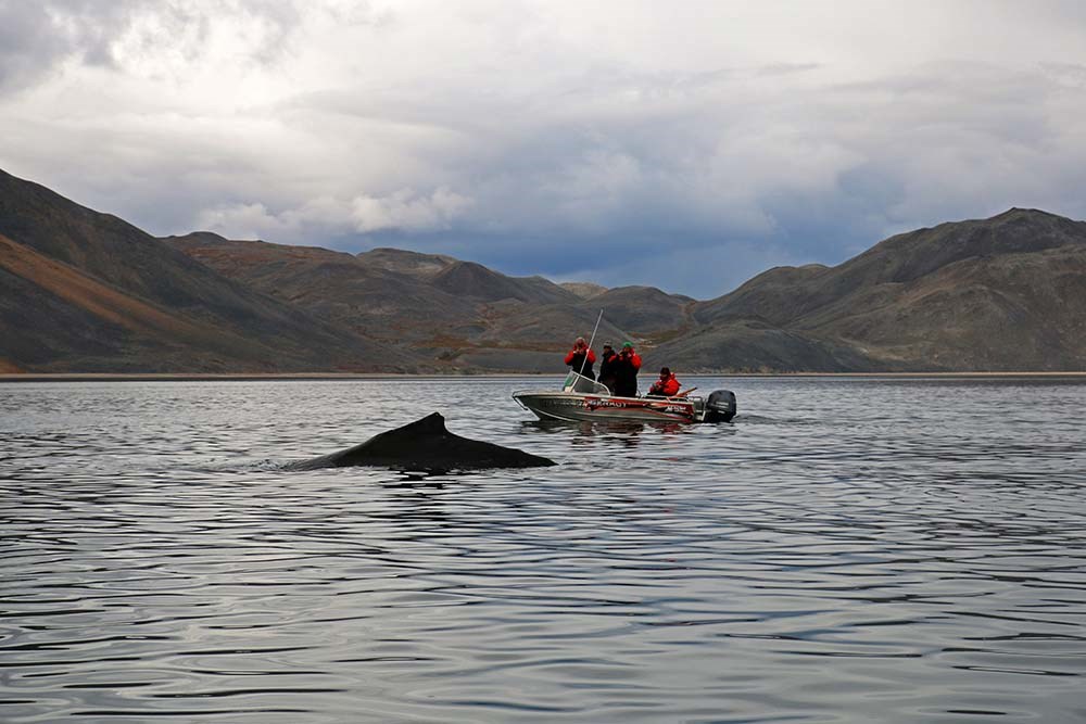 A small boat with people watching a humpback whale.