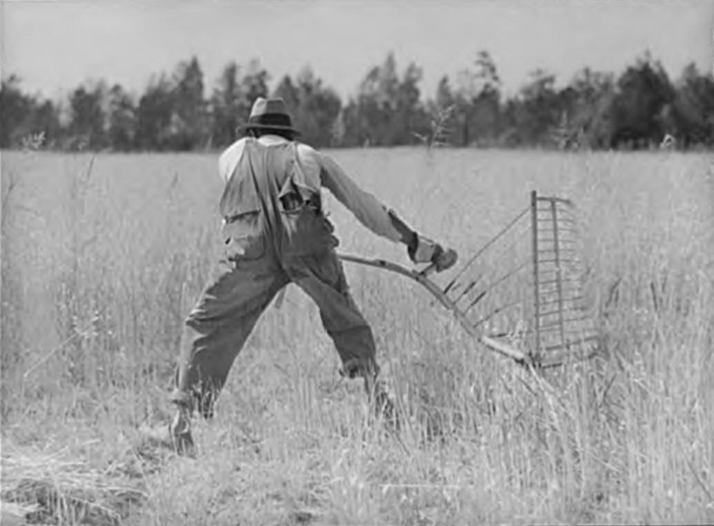 Black and white photo of man working in a wheat field