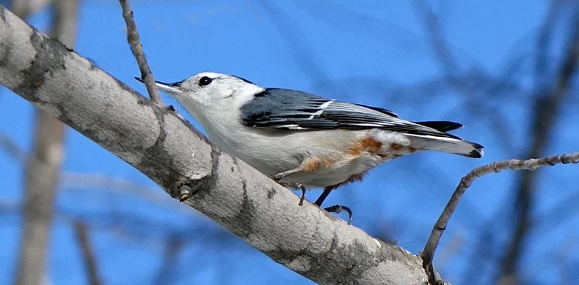 White-breasted Nuthatch A bird with a white face, breast, and belly, a black cap, and blue-gray feathers on its back and wings perched on a branch.
