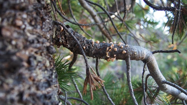 Pine branch with several yellowish blisters erupting from its bark.