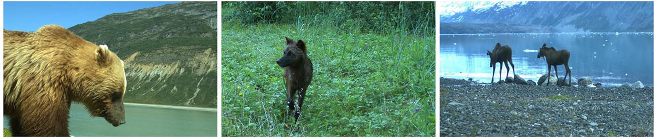 wildlife cams GLBA_web Three images: brown bear, wolf, and moose caught on remote wildlife cameras.