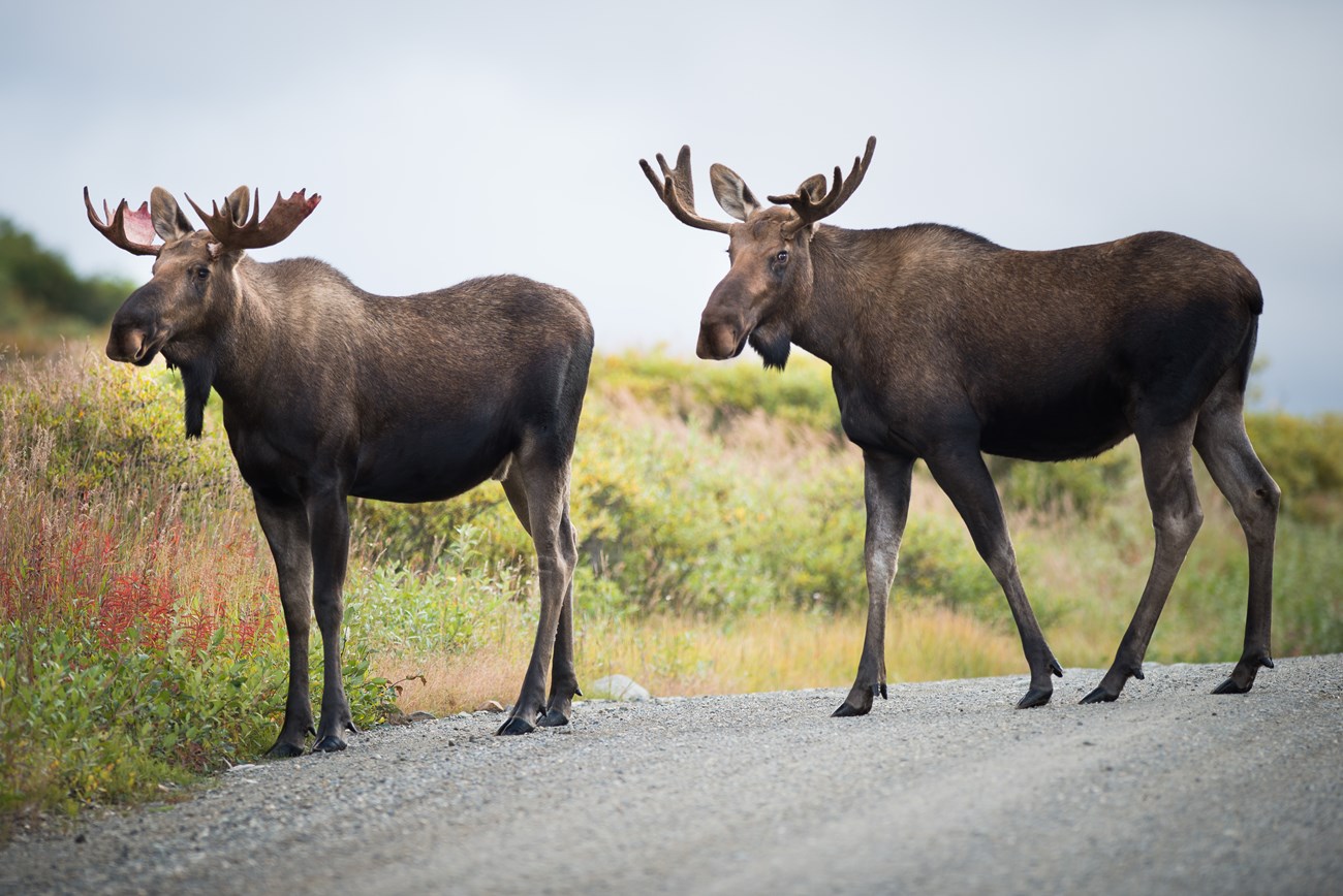 two bull moose cross a road in the fall