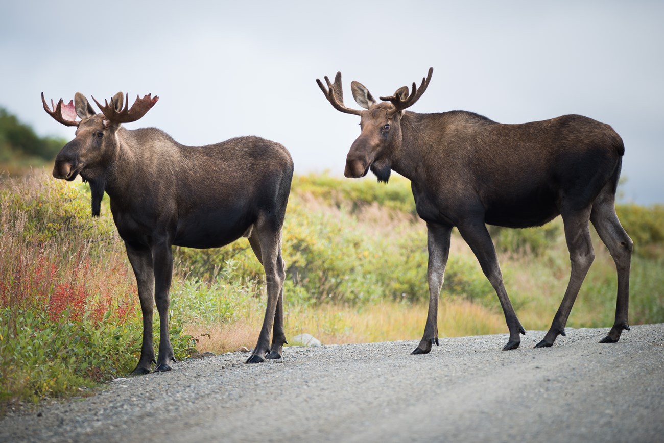 Moose two bull moose cross a road in the fall