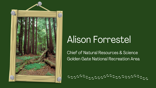 photo of redwood trees in a frame with text Alison Forrestel, Chief of Natural Resources and Science, Golden Gate National Recreation Area.