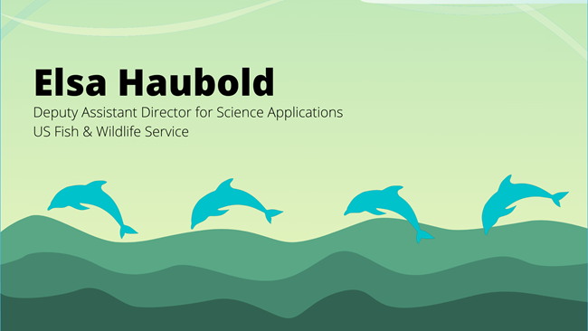 Elsa Haubold digital illustration of waves and four dolphins swimming across with the text Elsa Haubold, Deputy Assistant Director of Science Applications, US Fish & Wildlife Service